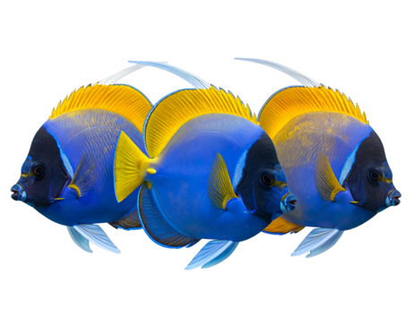 Three blue and yellow tropical fish against a stark black background