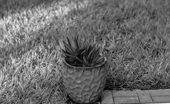 Plant in a pot, black and white