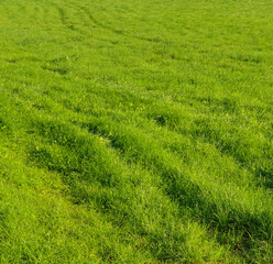 Obraz premium Lush green grass field featuring fresh growth and subtle vehicle tire tracks, symbolizing renewal and nature