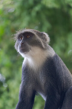Wildlife Kenia Ukunda Diani monkey bird
