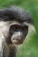 Wildlife Kenia Ukunda Diani monkey bird