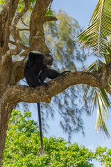Wildlife Kenia Ukunda Diani monkey bird