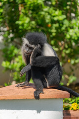 Wildlife Kenia Ukunda Diani monkey bird