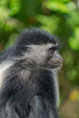 Wildlife Kenia Ukunda Diani monkey bird