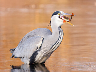 A grey heron, Ardea cinerea in Prague Stromovka, Royal Game Resrve park holds a freshly caught European perch, Perca fluviatilis in its beak, aligning the fish head-first before swallowing.