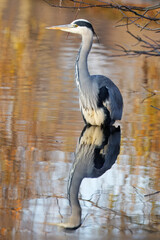 A Grey Heron, Ardea cinerea mirrored flawlessly in still water, creating a playing-card-like double image in Stromovka, Prague.