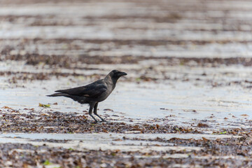Wildlife Kenia Ukunda Diani monkey bird