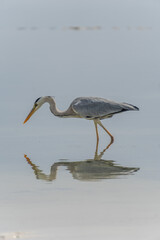 Wildlife Kenia Ukunda Diani monkey bird