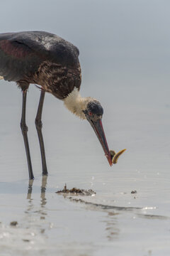 Wildlife Kenia Ukunda Diani monkey bird