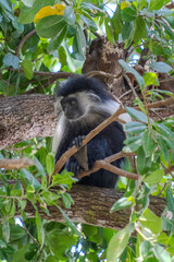 Wildlife Kenia Ukunda Diani