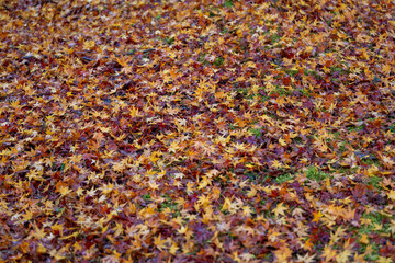 Autumn Carpet of Maple Leaves in Sumatakyo