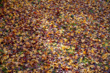 Autumn Carpet of Maple Leaves in Sumatakyo