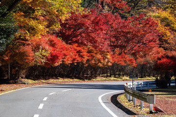 Autumn Colors Along the Road to Sumatakyo