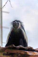 Wildlife Kenia Ukunda Diani