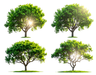 Four bright green trees with sunny glow on black background, isolated