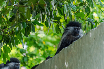Wildlife Kenia Ukunda Diani