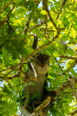 Wildlife Kenia Ukunda Diani