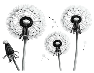 Greyscale dandelions mature heads, one bud, and airborne seeds