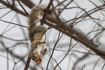 Squirrel hanging upside down eating a cypress cone.