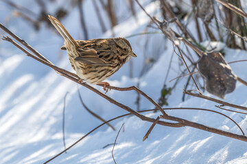 Song sparrow perched on a branch, snow on the ground beneath it.