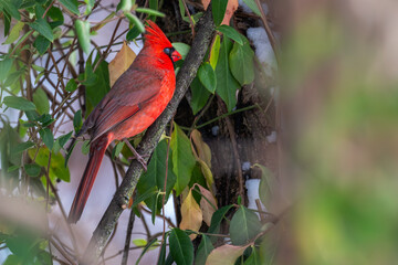 Male northern cardinal perched on a branch, its nictitating membrane over its eye.