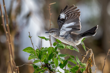 Northern mockingbird takes off from a branch.