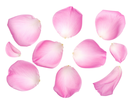 Ten delicate pink flower petals scattered on a dark background