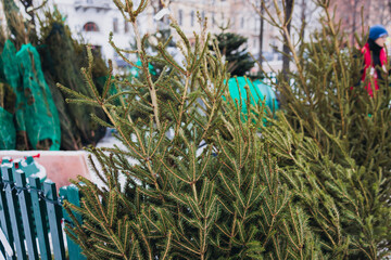 Selection of green Christmas trees in pots for sale on the street, Fraser fir  and Nordmann fir...