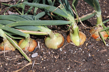 Row of five onions in close up in a vegetable garden