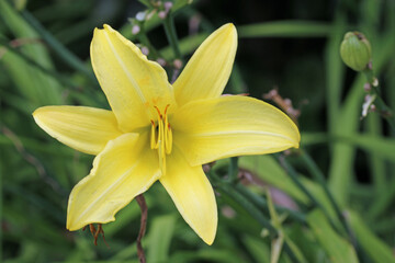 Yellow daylily flower in close up