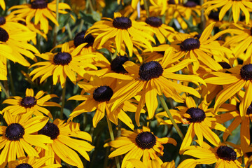 Yellow Rudbeckia coneflower flowers in close up