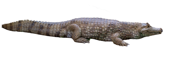 Giant Brazilian alligator resting on the edge of the swamp.