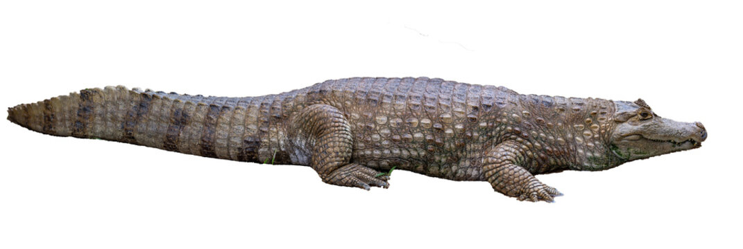 Giant Brazilian alligator resting on the edge of the swamp.