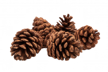 christmas pine cones collection set