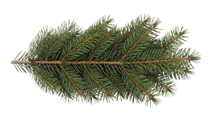 Christmas Fir Spruce Branch Isolated on a Transparent Background PNG image