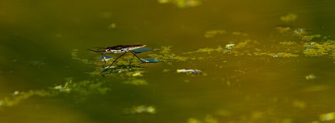 water spider