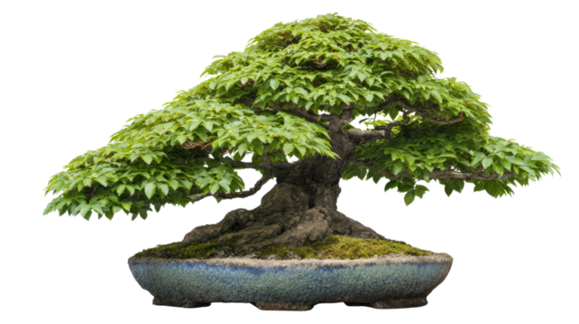 Bonsai tree, with its dense green foliage and thick trunk, growing in a ceramic pot. Background is transparent