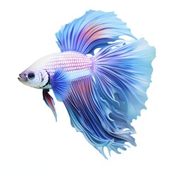 Fototapeta premium Elegant betta fish with flowing fins in shades of blue