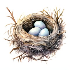 Obraz premium Watercolor illustration of three eggs nestled in a bird's nest