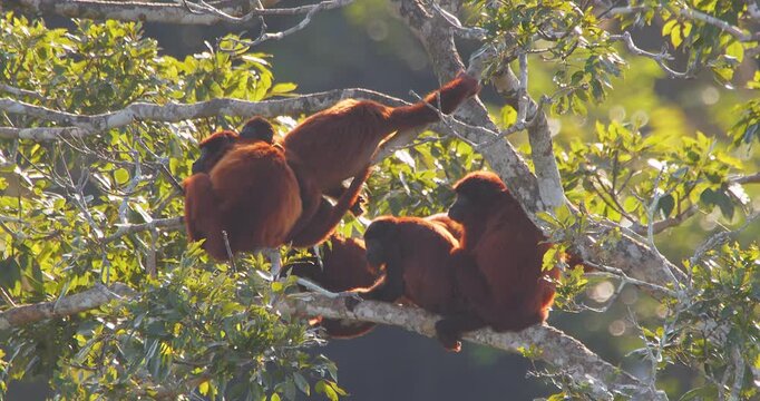 Red Howler Monkeys Grooming and Sitting on Tree Branch Revealed by Tilt Up in Lush Forest Canopy During Golden Hour