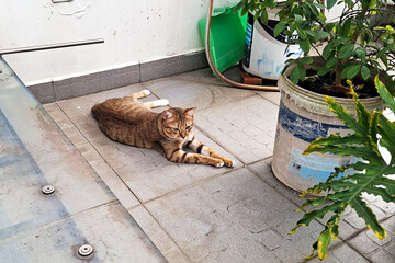 Ginger Tabby Cat Relaxing On A Tiled Balcony Floor In The Warm Sunlight Next To Potted Plants