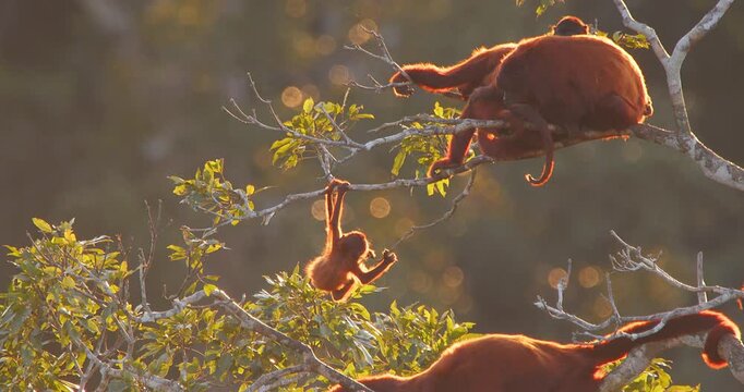Baby Red Howler Monkey Scratching While Hanging Upside Down on Branch Next to Family in Lush Forest Canopy During Golden Hour