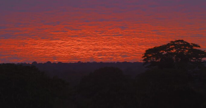Silhouetted amazon trees against a vibrant sunset cloudy sky