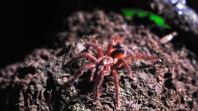 Tarantula on dark soil