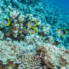 Schwarzrücken-Falterfisch