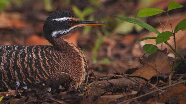 Sunbittern resting among leaves close up panning