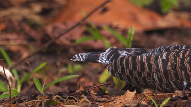 Sunbittern Resting on Leaf-Littered Forest Floor, Close-Up Panning Shot
