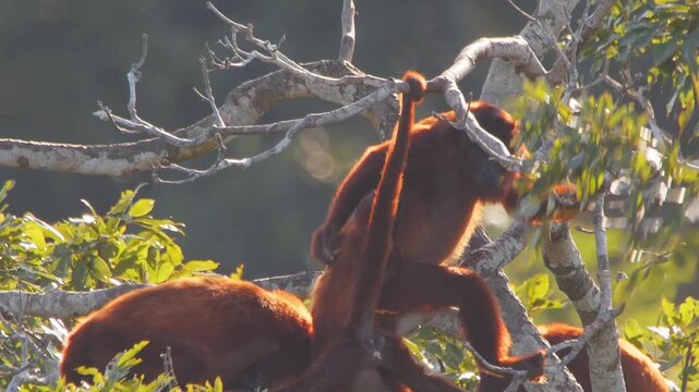 Red howler monkeys groom and interact in a tree