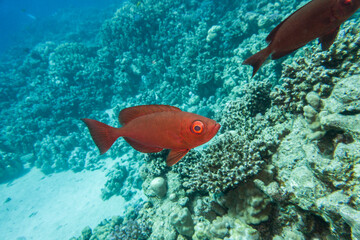 Indopazifischer Großaugenbarsch