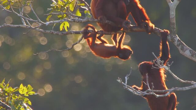 Red Howler Monkey climb and interact on tree branches